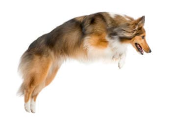 Perro sin pugas