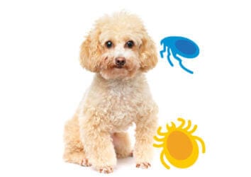 caniche beige encerclé par puces et tiques