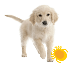 Piroplasmose, comment protéger votre chien ?!