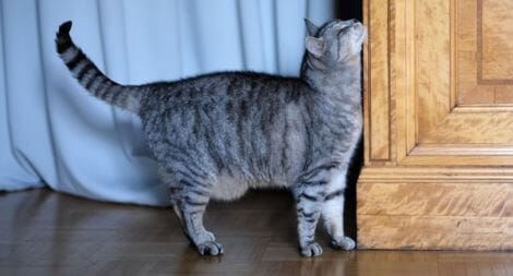 편안함을 느끼는 고양이