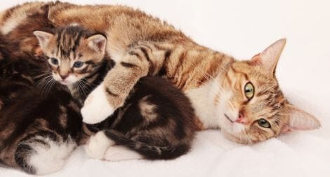 고양이