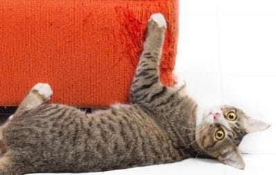 Chat qui griffe le canapé