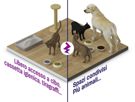 autonomia