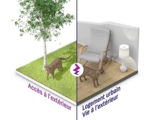 Les chats apprécient d'avoir accès à l'extérieur