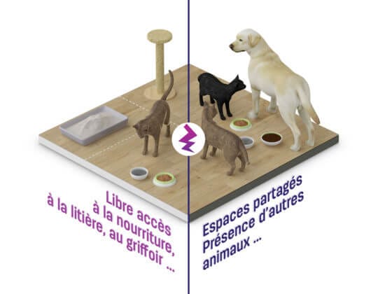 Les chats apprécient d'avoir un libre accès à leurs besoins essentiels