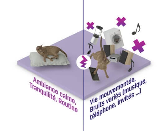 Les chats apprécient la tranquillité et le calme