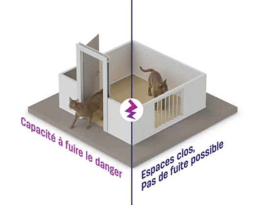 Les chats aiment toujours avoir une sortie de secours