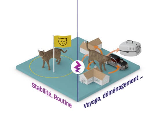 Les chats aiment la stabilité et leur routine