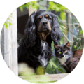 Other animals tick risk factor