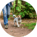walking in wooded areas ticks