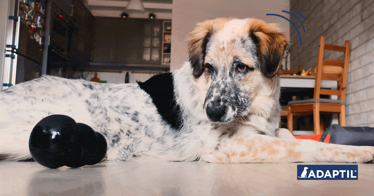 Hund beschäftigen beim Telefonieren