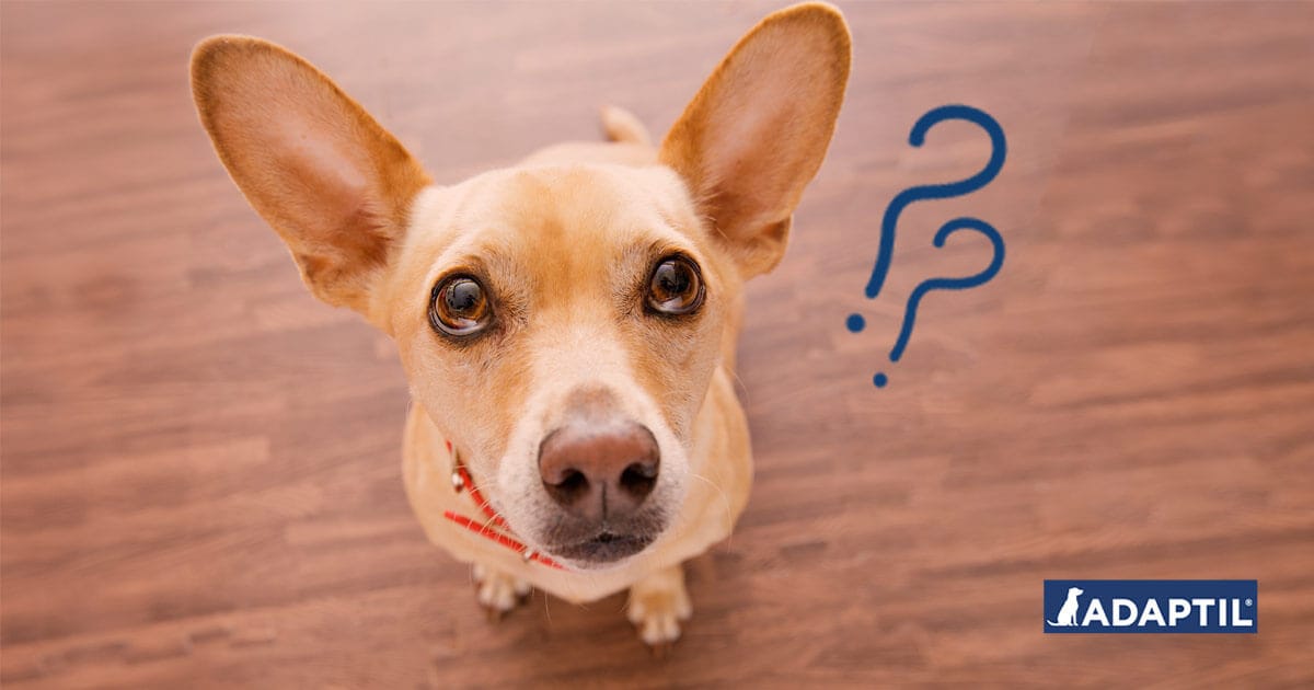 Tipps allein bleiben Hund