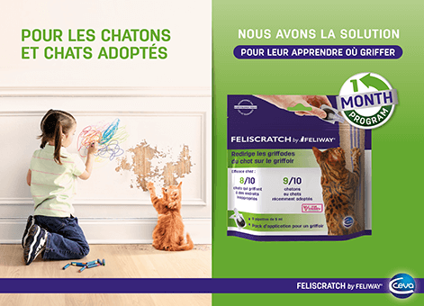Apprenez aux chats où faire leurs griffes