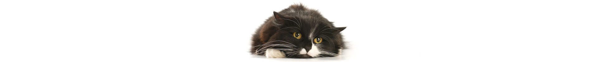 STRESS NEI GATTI