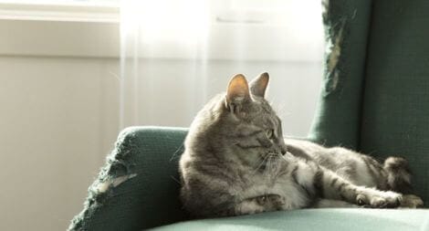 Sofa - kot drapie meble