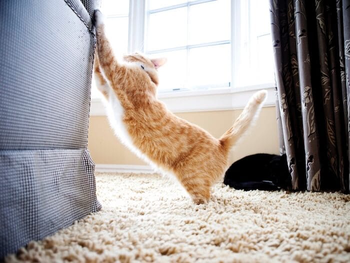 chat fait ses griffes sur les meubles