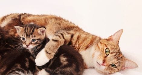 Kätzin mit Kitten