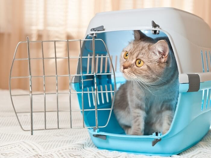 Katze sitzt in Transporbox
