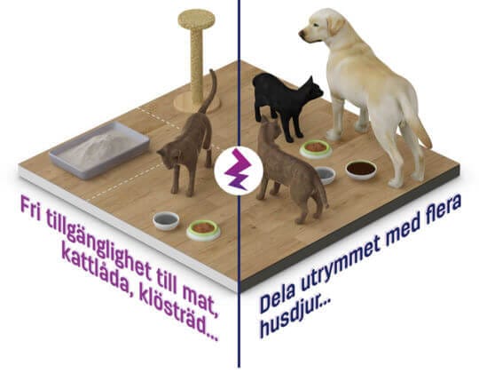 Katter är självständiga