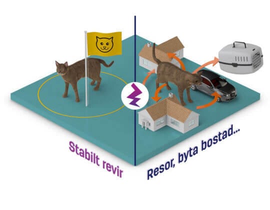 katter gillar stabilitet