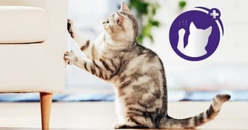 Cat scratching sofa and how to stop it