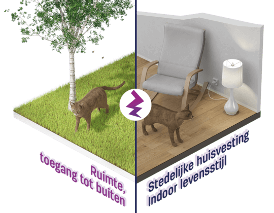 Hoe kan ons moderne leven botsen met de natuurlijke behoeften van katten? 1. Ruimte...