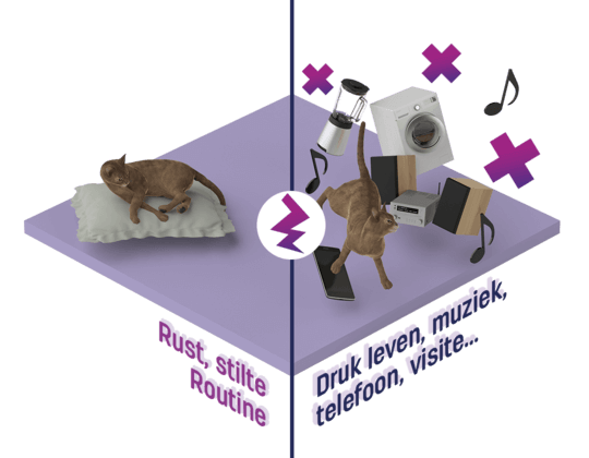 Hoe kan ons moderne leven botsen met de natuurlijke behoeften van katten? 3. Rust...