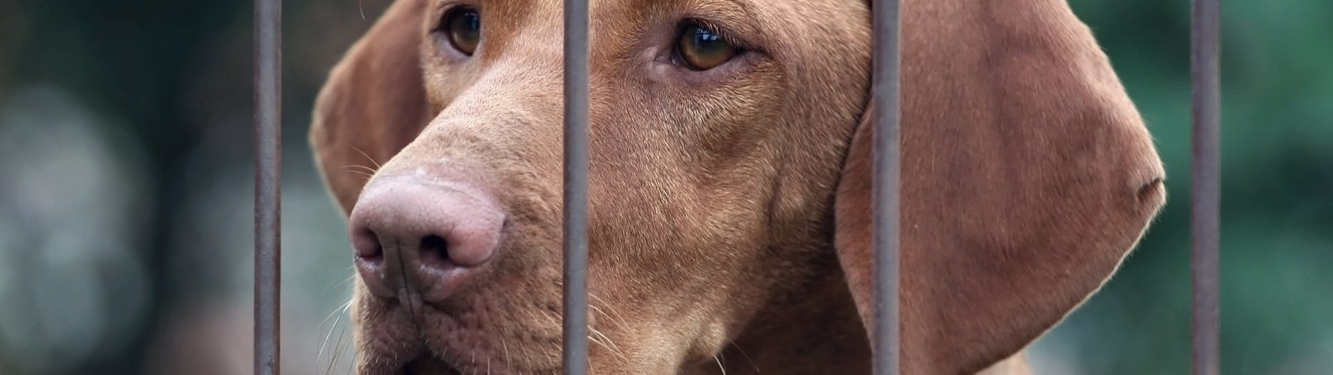 Boarding Kennels / What Causes Stress in Dogs / Adaptil