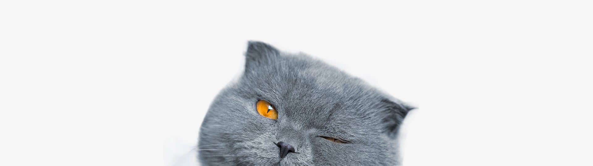 Cat Urination Behavior