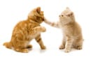 cats behavior showing conflict