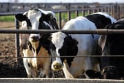 Expressão e deteção de estro em vacas de leite: o papel das novas tecnologias