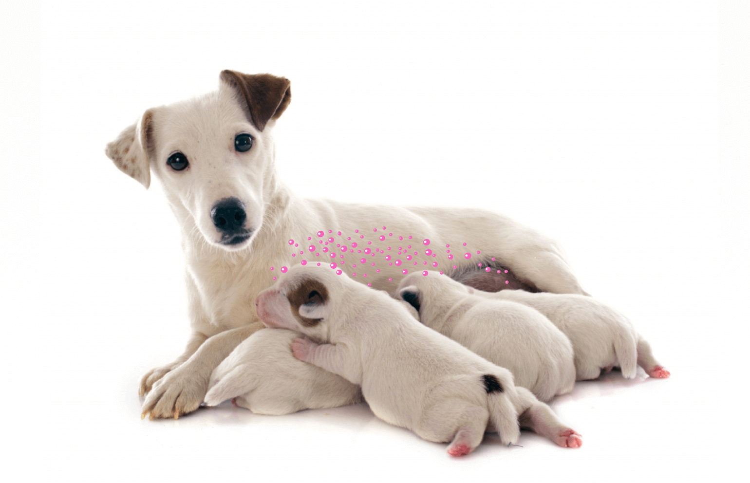 Adaptil for Dogs and Puppies