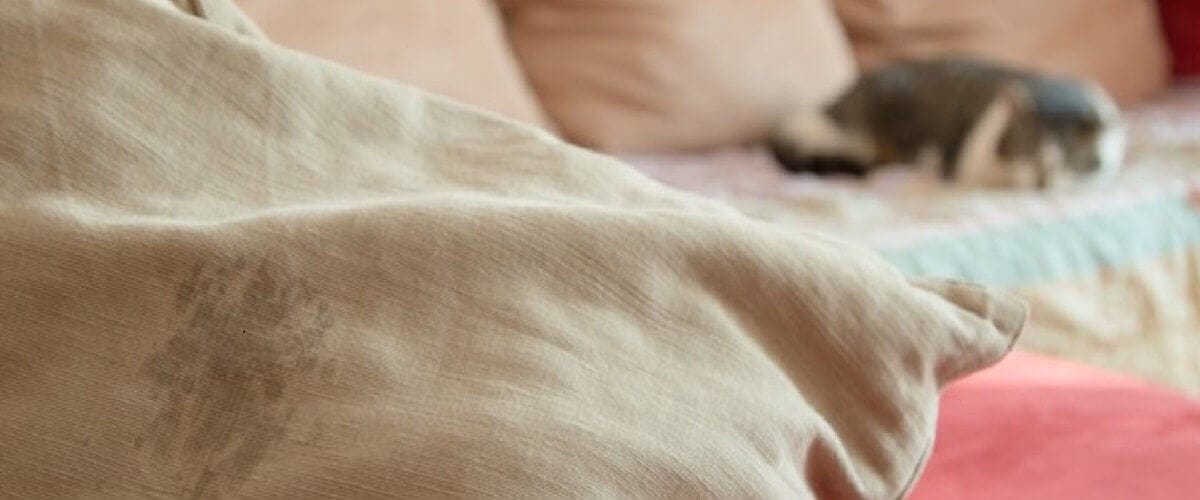 Anzeichen unglückliche Katze