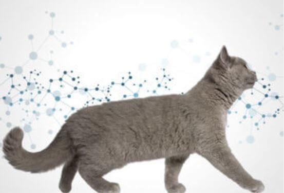 Feliway para gatos