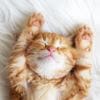Chat urine partout Chat urine partout