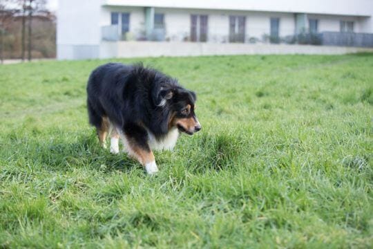 cães enfrentam situações desafiadoras