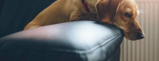 cachorro sozinho em casa