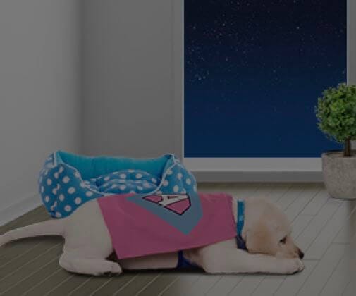 les pleurs nocturnes du chiot