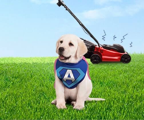 le chiot face aux bruits intenses