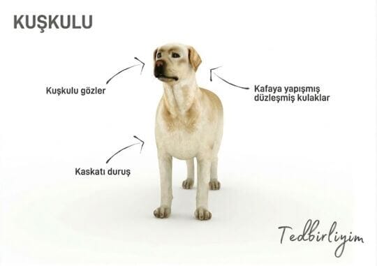 Şüpheci köpeğin vücut dili