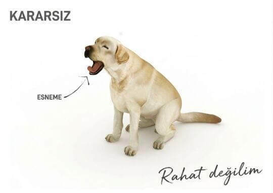 Çatışan köpeğin vücut dili