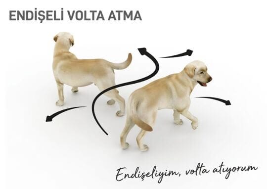 Köpek vücut dili- endişeli adımlar