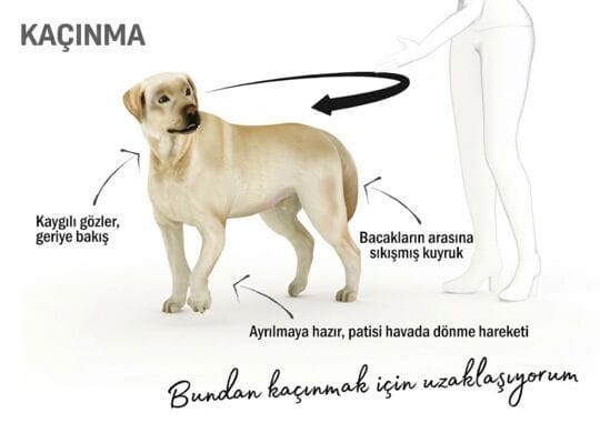 Dog body language - avoidance