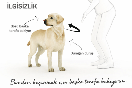 Dog Body Language - Disengagment