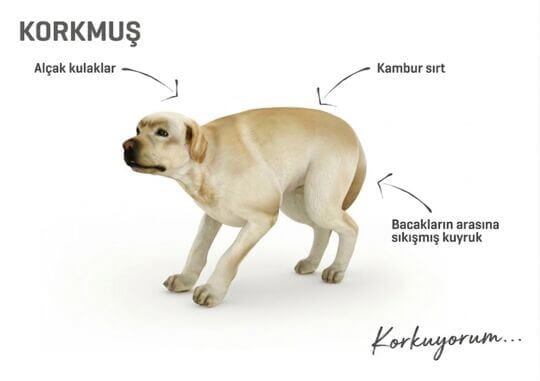 Dog body language - scared