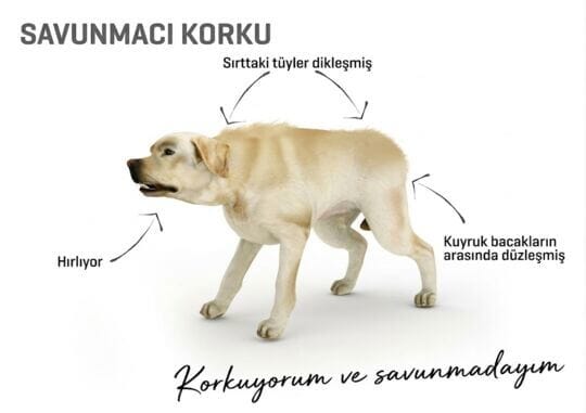 Dog body language - defensive fear