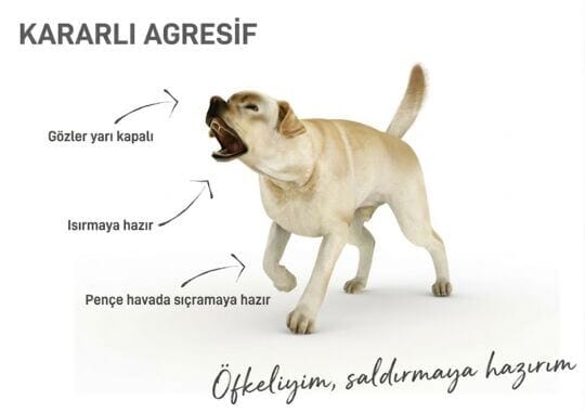 Dog body language - assertive aggressive 