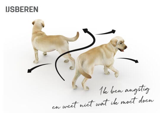 Lichaamstaal hond - ijsberen