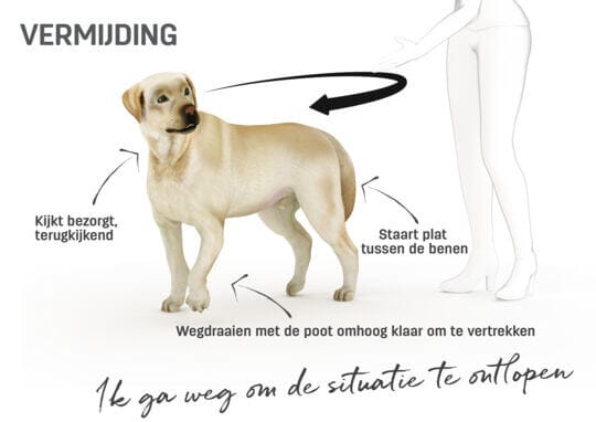 Lichaamstaal hond - vermijding