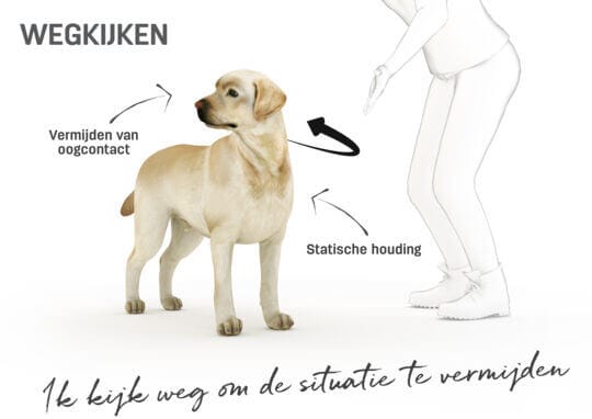 Lichaamstaal hond - wegkijken
